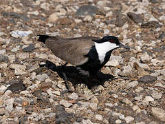 Spur-winged Lapwing