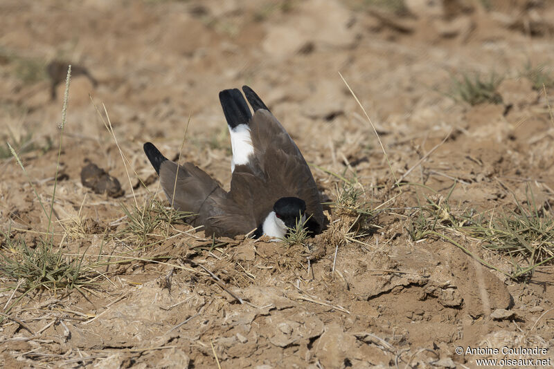 Spur-winged Lapwingadult