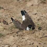 Spur-winged Lapwing