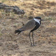 Spur-winged Lapwing