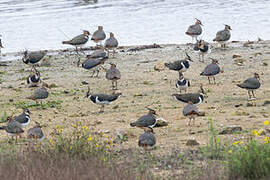 Northern Lapwing