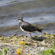 Northern Lapwing