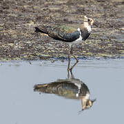 Northern Lapwing