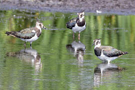 Northern Lapwing