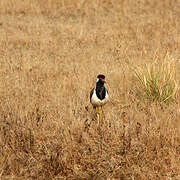 Red-wattled Lapwing