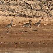 Southern Lapwing