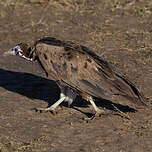 Vautour charognard