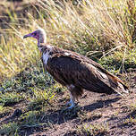 Vautour charognard