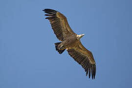 Griffon Vulture