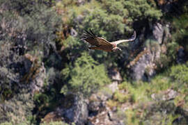 Griffon Vulture