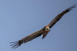 Griffon Vulture