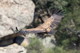 Griffon Vulture