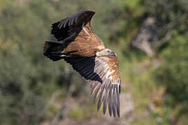 Griffon Vulture