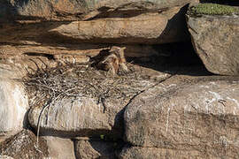 Griffon Vulture