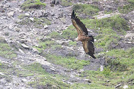 Griffon Vulture