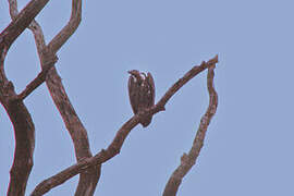 Indian Vulture