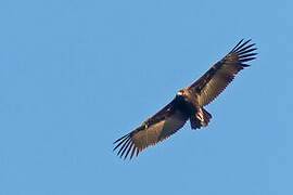 Cinereous Vulture