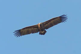 Cinereous Vulture