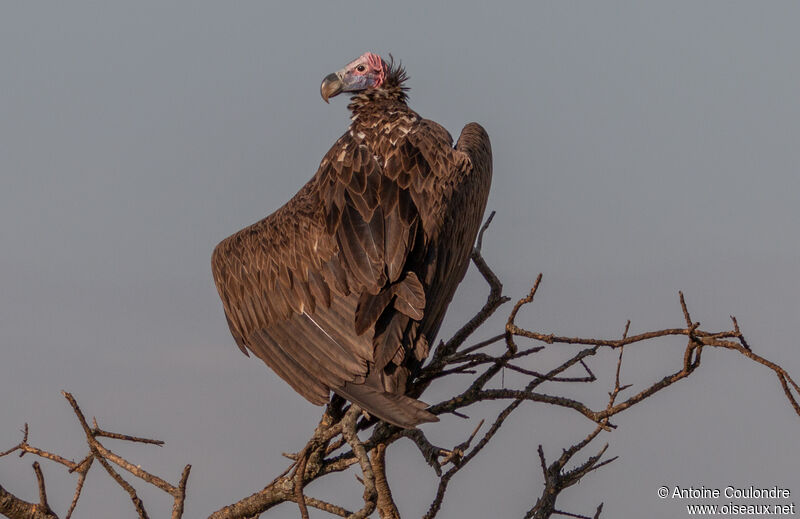 Lappet-faced Vultureadult