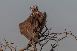 Lappet-faced Vulture