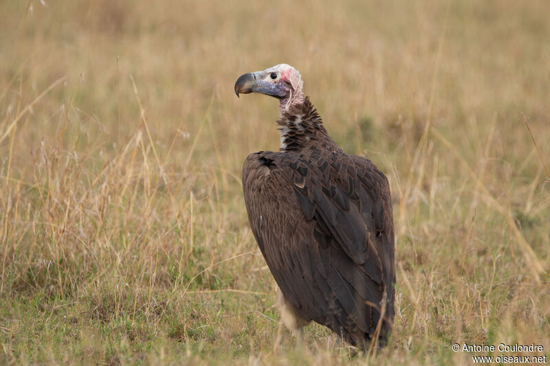 Lappet-faced Vultureadult