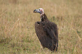 Lappet-faced Vulture