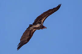 Lappet-faced Vulture