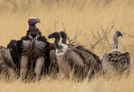 Lappet-faced Vulture