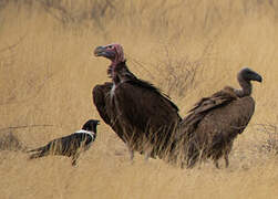 Lappet-faced Vulture