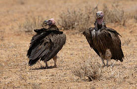 Lappet-faced Vulture