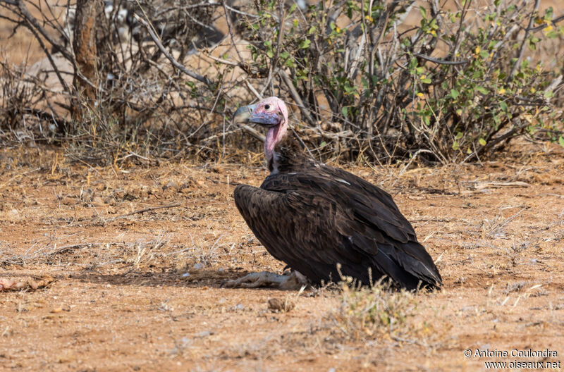 Lappet-faced Vultureadult