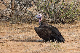 Lappet-faced Vulture