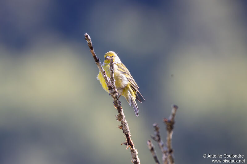 Citril Finch male adult