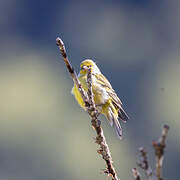 Citril Finch