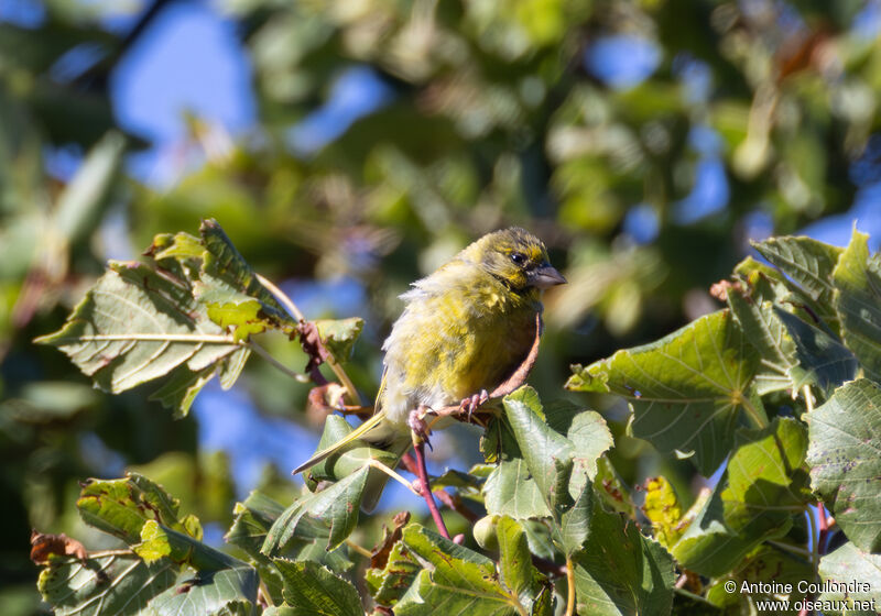 Citril Finch male adult post breeding