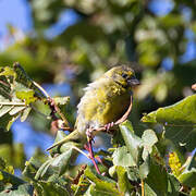 Citril Finch