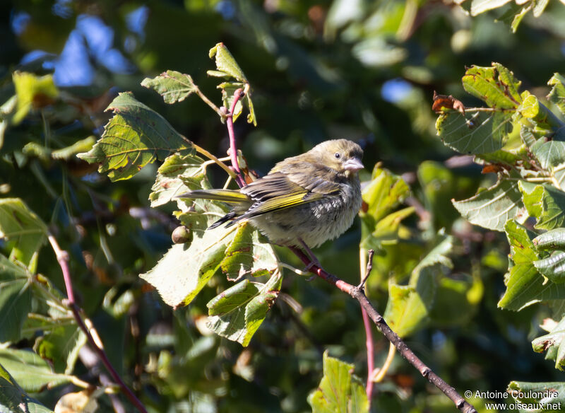 Citril Finch female adult post breeding