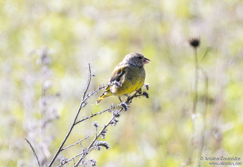 Citril Finch female adult post breeding