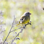 Venturon montagnard