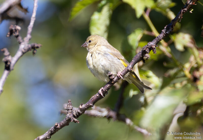 Citril Finch female adult post breeding