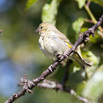 Venturon montagnard