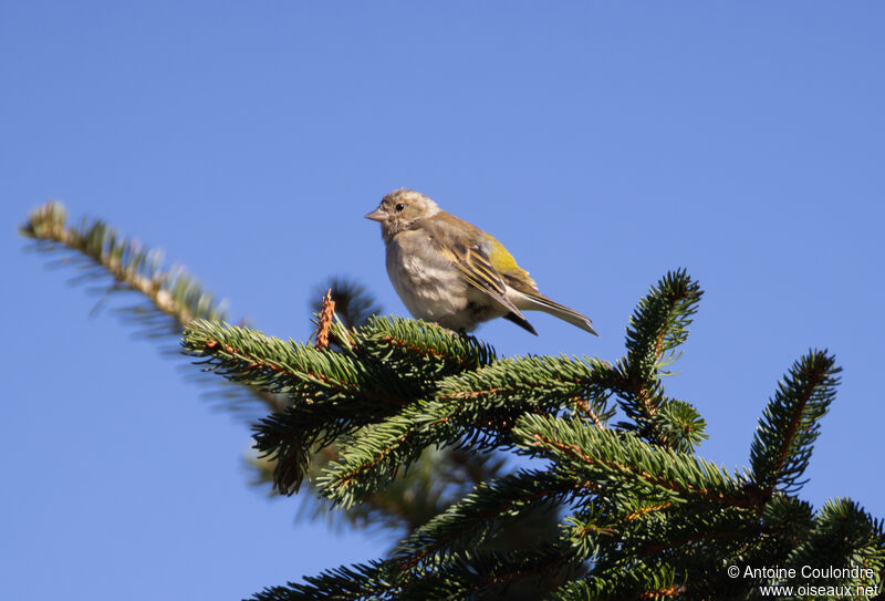 Citril Finchadult post breeding