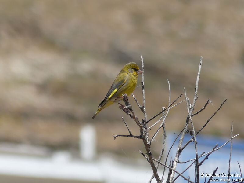 European Greenfinch male adult breeding