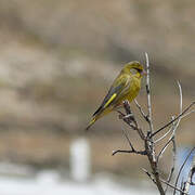 European Greenfinch