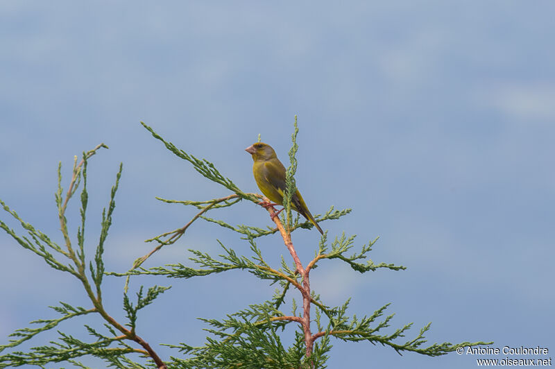 European Greenfinch male adult breeding