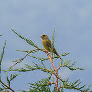 European Greenfinch