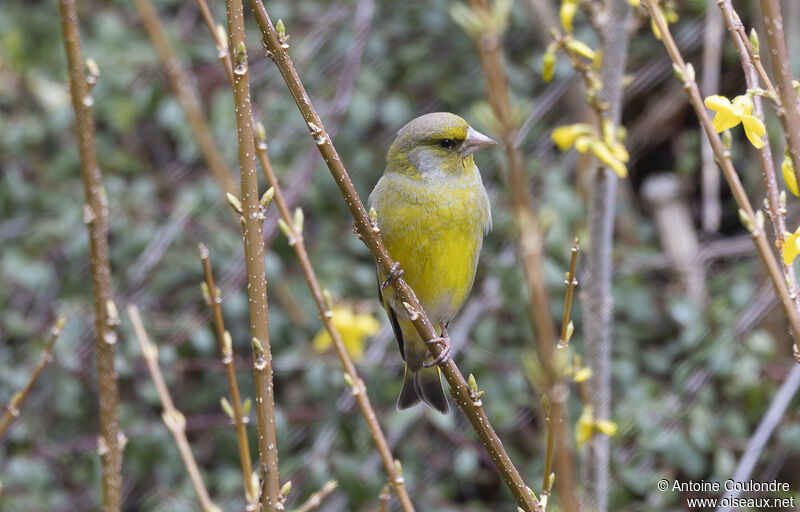 European Greenfinch male adult breeding