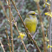 European Greenfinch