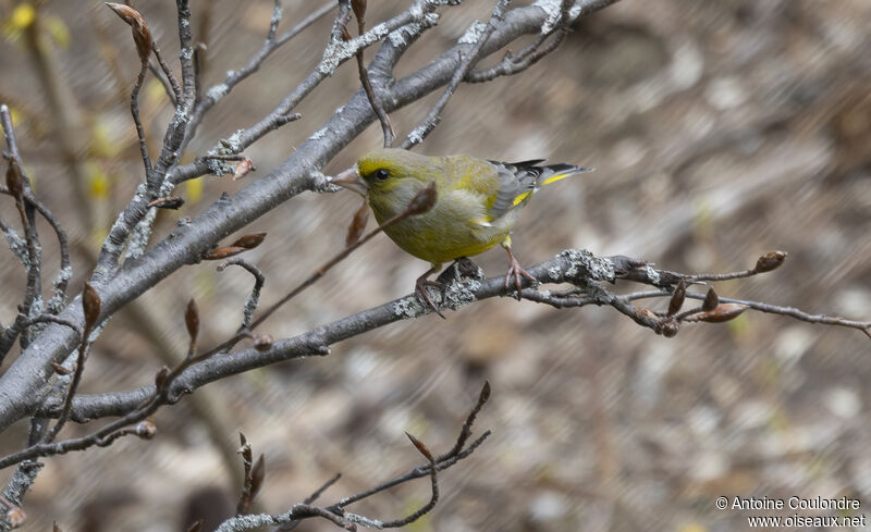 European Greenfinch male adult breeding