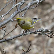 European Greenfinch